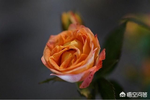 今天夏至,夏至如何养生大家一起来探讨