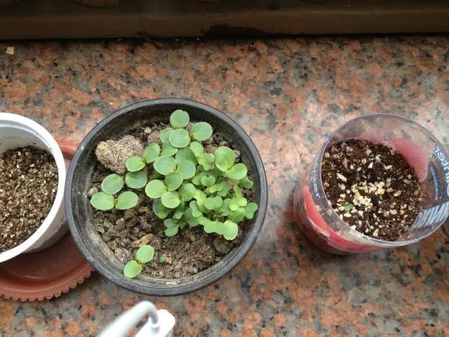 种子在什么条件下更容易发芽