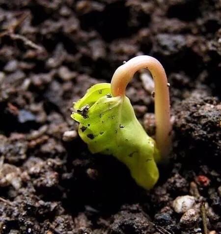 种子在什么条件下更容易发芽