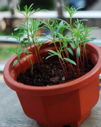 种子在什么条件下更容易发芽