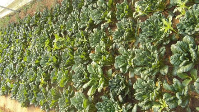 在你们那里,冬季的农村都可以种植哪些蔬菜(冬天适合种的蔬菜有哪些)