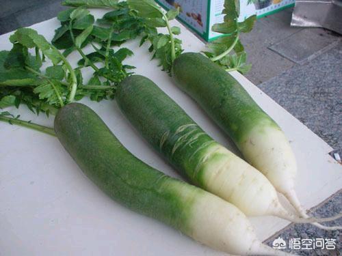 在你们那里,冬季的农村都可以种植哪些蔬菜(冬天适合种的蔬菜有哪些)