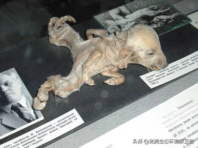 切尔诺贝利变异巨鼠真的存在吗这附近还存在其他变异生物吗