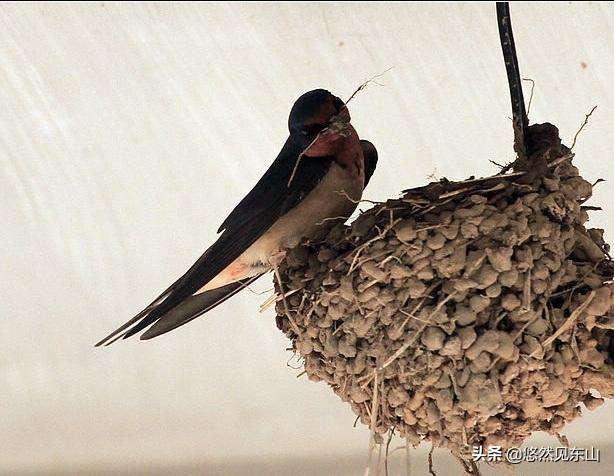 在农民们眼里,这两种一个天上飞,一个地下跑的不相干动物,都是具有