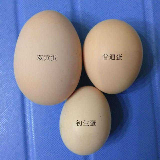 双黄鸡蛋能不能孵出小鸡如果有可能会是双胞胎小鸡吗(双黄蛋能不能孵出两个小鸡)