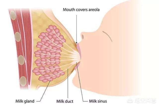 孕期自检乳房很关键孕期妈妈如何护理乳房告别亚健康