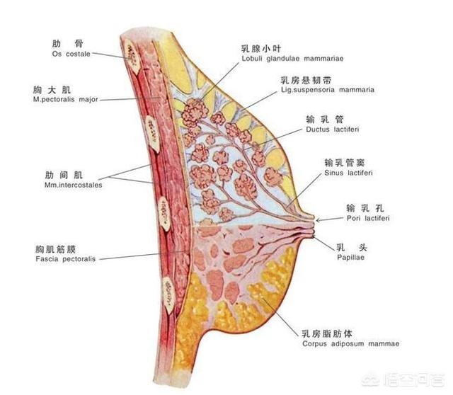 妊娠期间乳房变大变沉,合适的胸罩能给乳房提供支撑,避免乳房乳头的