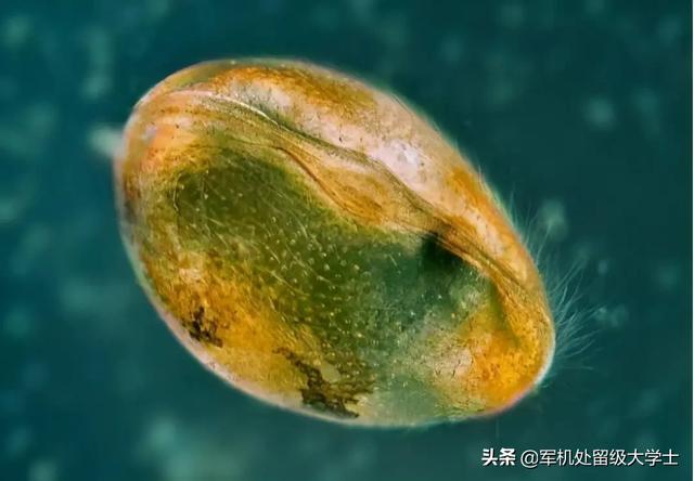 科学家发现一亿年前动物精子化石,可以提取合成史前动物吗_女性知识网