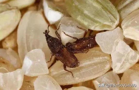 养生机里有虫子,农村干玉米里的米象虫怎么清除