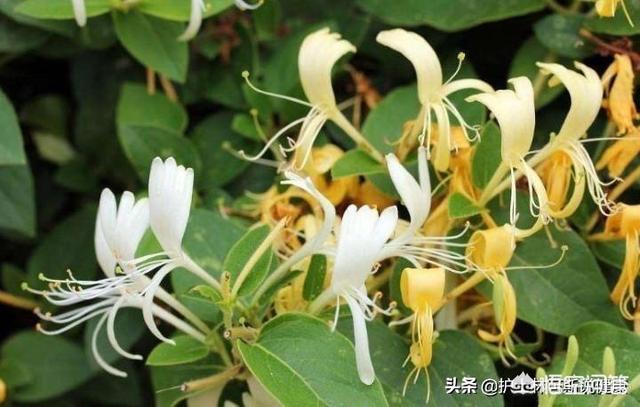 麦冬 养生,黄芪，黄精，麦冬，北沙参，五味子一起煮水喝有什么功效作用