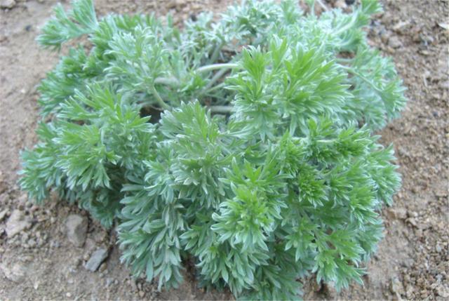 公司聚餐给领导敬酒应该说些什么话