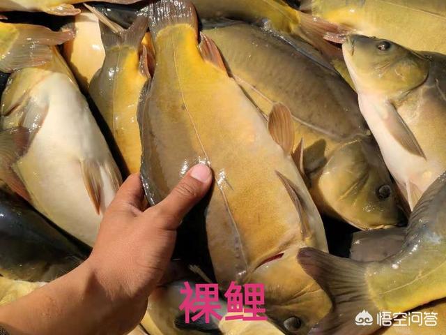农村老人说买鲤鱼要买公鲤鱼,鲤鱼如何区分公母(农村生活农民的生活)