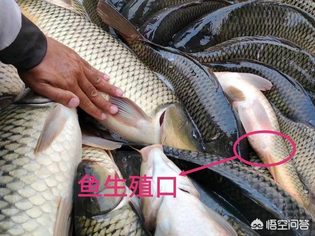 农村老人说买鲤鱼要买公鲤鱼,鲤鱼如何区分公母(农村生活农民的生活)