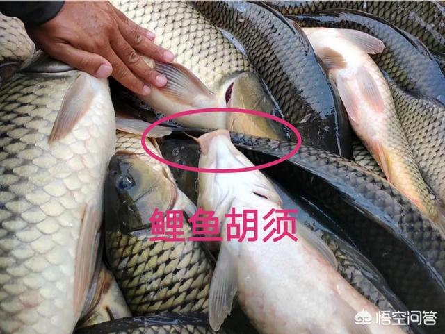 农村老人说买鲤鱼要买公鲤鱼,鲤鱼如何区分公母(农村生活农民的生活)