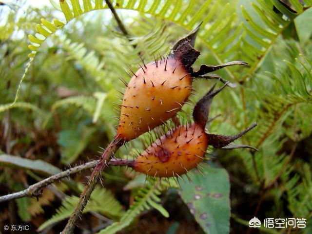有谁认识刺梨吗可不可以吃_女性吧(女人吧)-走进女性吧,做时尚健康的