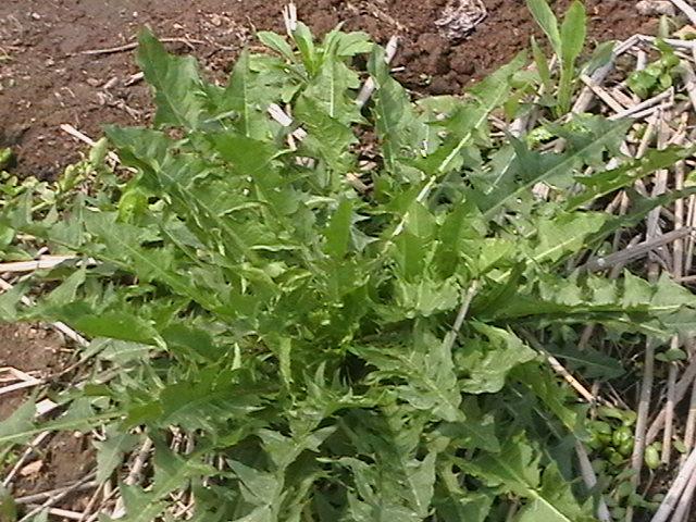 小根菜山蒾子(鹿药的幼苗)黄花菜细参山地瓜麦牙