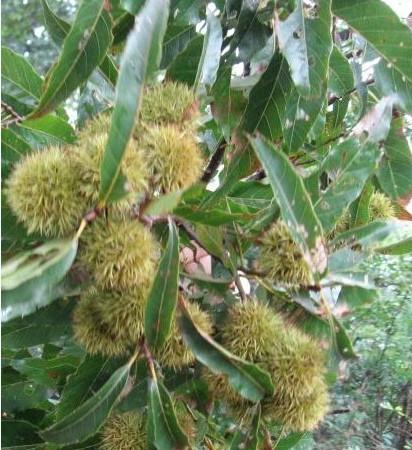 啦瓢儿菇娘儿蚂蚱菜荠荠菜松树塔苋子菜野板栗刺猬柞树萫子这个认识吗
