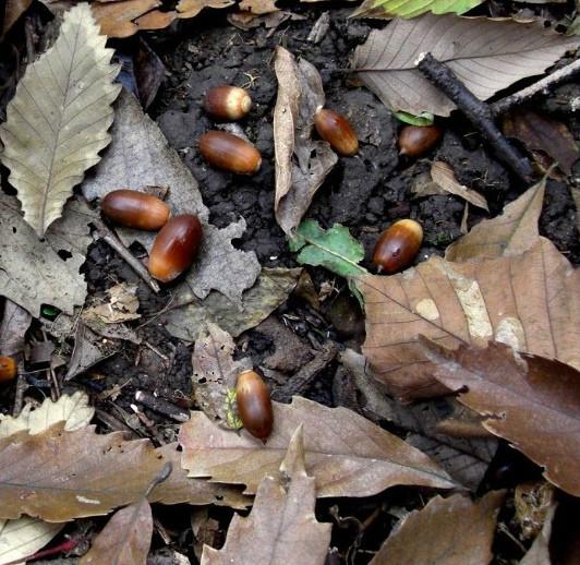 榆黄蘑龙须菜山里红山定子山葡萄楠木果山核桃灰菜嘎啦瓢儿菇娘儿蚂蚱