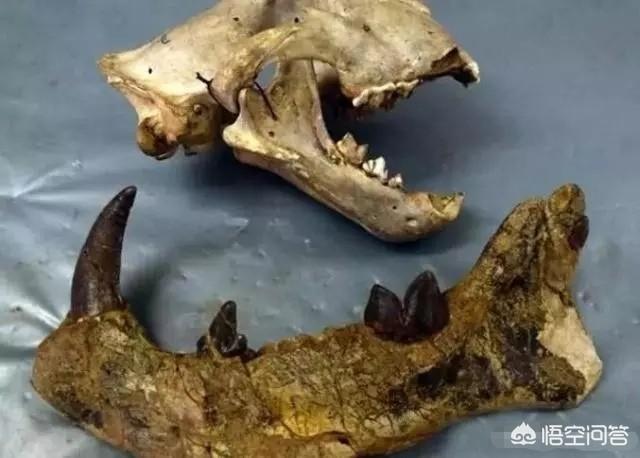 在距今50万年前,有一种被叫做化石狮的狮子曾经遍布