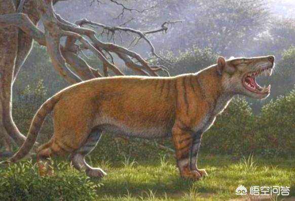 在距今50万年前,有一种被叫做化石狮的狮子曾经遍布