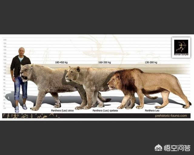 在距今50万年前,有一种被叫做化石狮的狮子曾经遍布