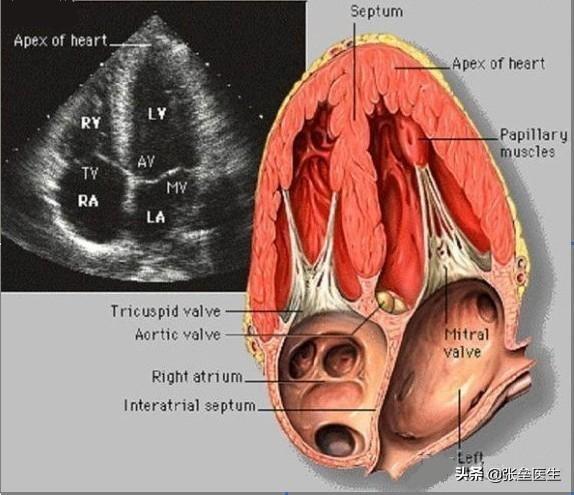 养生心经,心脏不好,应该在饮食注意什么哪些运动对可以锻炼心脏