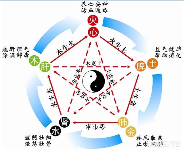 五脏,指:心,肝,脾,肺,肾;六腑,指:胃,大肠,小肠,三焦,膀胱,胆.
