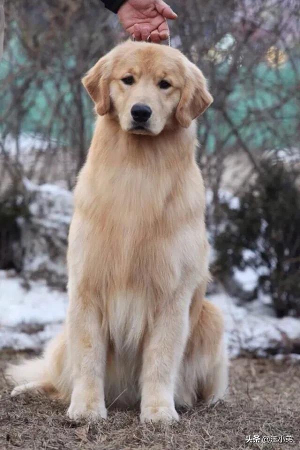 为什么感觉金毛只对人类友好,对于其他同类或者动物极具攻击性