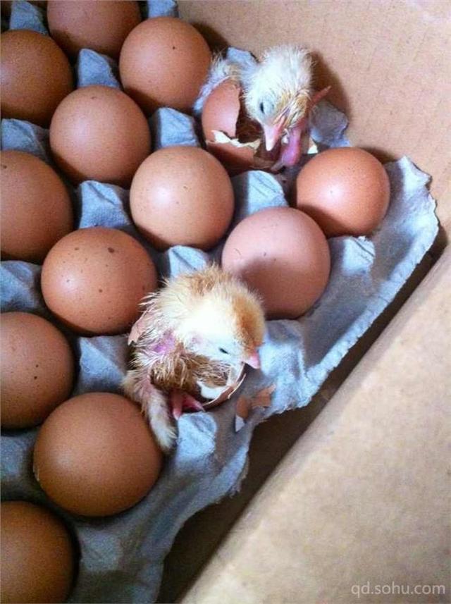 双黄鸡蛋能不能孵出小鸡如果有可能会是双胞胎小鸡吗