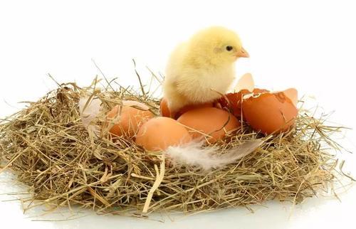 双黄鸡蛋能不能孵出小鸡如果有可能会是双胞胎小鸡吗
