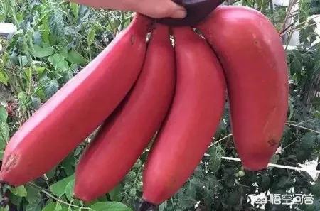 中医的养生观,你为什么喜欢中医你为什么学中医你对中医有何诚挚的看法