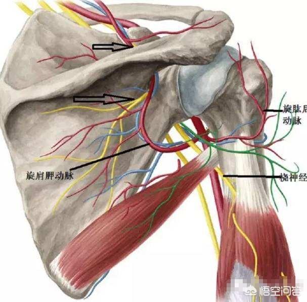后背疼痛是什么原因,该如何缓解