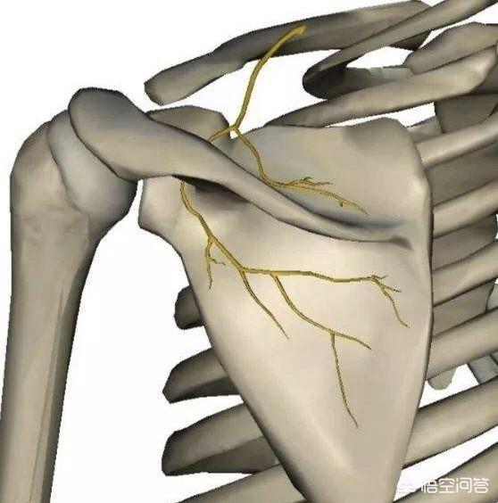 后背疼痛是什么原因,该如何缓解